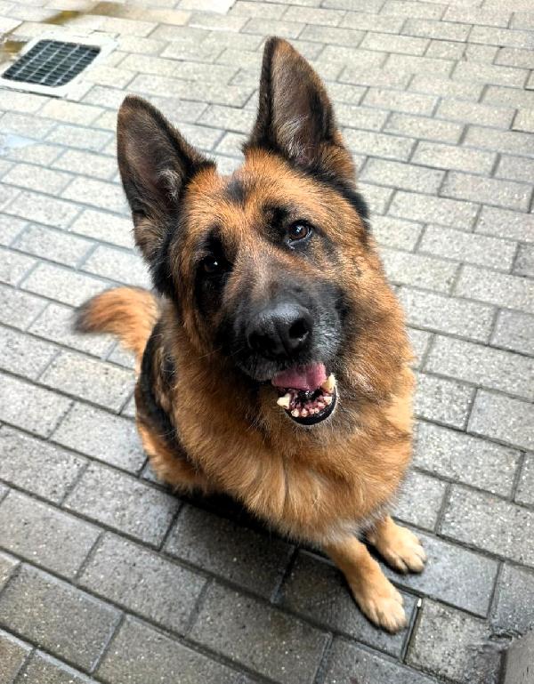 Ibra Strepitoso Pastore Tedesco